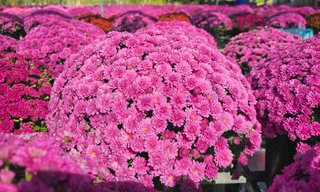 Cúc ngũ sắc lần đầu xuất hiện ở làng hoa lớn nhất miền Tây