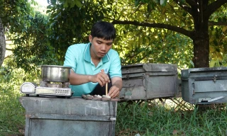 Thanh niên Cần Thơ khởi nghiệp từ nuôi ong