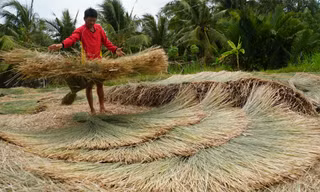 người dân thu hoạch lác