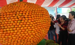 Quýt hồng khổng lồ