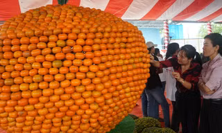 Quýt hồng khổng lồ