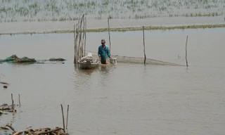 Nhộn nhịp đánh bắt, mua bán sản vật mùa nước nổi ở vùng biên An Giang
