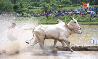 Cận cảnh màn tranh tài gay cấn ở hội đua bò An Giang