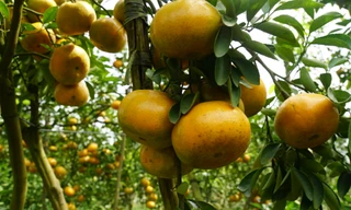 5.000 tấn quýt hồng khoe sắc vàng rực phục vụ Tết 