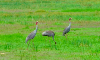 Đồng Tháp phê duyệt đề án bảo tồn sếu đầu đỏ gần 185 tỷ đồng