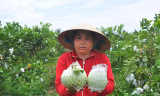 Nông dân trồng ổi ở Sóc Trăng thấp thỏm vì không có người mua