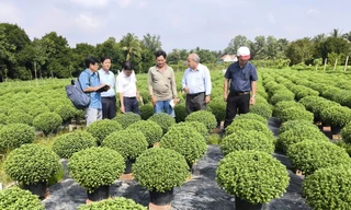 Nhà vườn nhổ bỏ hàng nghìn chậu cúc mâm xôi phục vụ Tết do chậm ra hoa