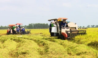 Cảnh báo 'cò' tín chỉ carbon gây nguy hiểm