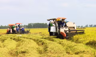 Cảnh báo 'cò' tín chỉ carbon gây nguy hiểm