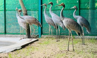 6 sếu đầu đỏ từ Thái Lan đã về tới Tràm Chim