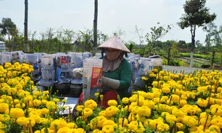 Đồng Tháp tổ chức Festival Hoa - kiểng Sa Đéc