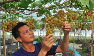 Chiêm ngưỡng vườn nho trĩu quả giữa lòng Tây Đô