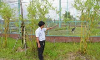 Cận cảnh nơi bảo tồn sếu đầu đỏ tại Vườn Quốc gia Tràm Chim