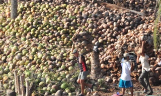 Bến Tre thu hơn nửa tỷ đô la mỗi năm từ dừa