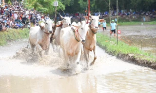Hội đua bò Bảy núi mừng lễ Sen Dolta của đồng bào Khmer có gì độc đáo?