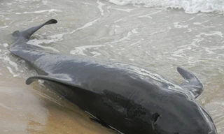 Phát hiện xác cá voi dạt vào bờ