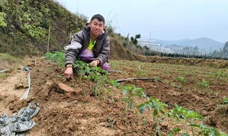Chàng trai mồ côi kiếm hàng trăm triệu đồng nhờ trồng cà chua trên núi đồi Mù Cang Chải