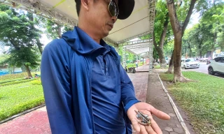 Hà Nội: Gian hàng hội chợ dời đi, đinh vít rải nhan nhản lòng đường, vỉa hè