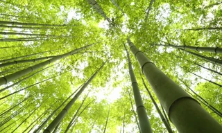 Vào rừng trúc đẹp như phim kiếm hiệp ở Mù Cang Chải