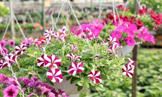 Thủ phủ hoa nổi tiếng miền Bắc rực rỡ sắc màu bước vào vụ Tết