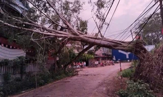 Mưa dông lốc xoáy ở Yên Bái, một người bị cây gãy đổ đè trúng