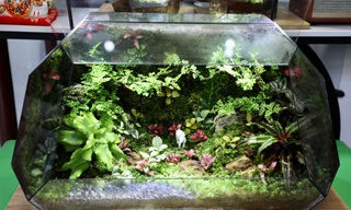 'Rừng trong lồng kính' thu hút giới trẻ