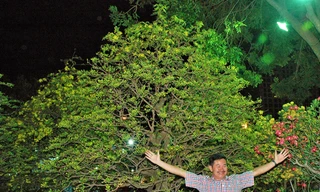 Sững sờ trước những cây mai tiền tỷ tại chợ hoa đêm 
