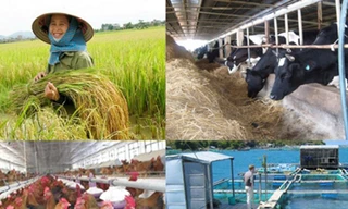 Một con bò chết cần 5 chữ ký xác nhận