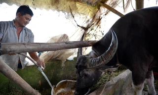 Nông dân thành tỷ phú nhờ... nuôi hàng trăm con trâu