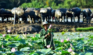 Lão nông 40 năm chăn trâu quanh những tòa cao ốc chọc trời ở Sài Gòn