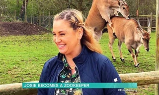 Hai con linh dương ‘gạ tình’ sau lưng nữ MC trên sóng trực tiếp