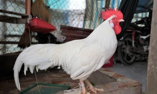 Lạ kỳ chú gà chỉ ăn gạo lứt, thích ngủ võng ở Đồng Tháp