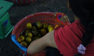 Hoa quả dập thối được lượm dưới lối đi