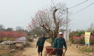 Việc vận chuyển cành đào mang lại thu nhập trung bình 1 triệu đồng/ngày cho lao động phổ thông