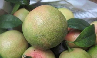 Chanh đào có hơn chanh thường?