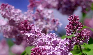 Đẹp dịu dàng hoa tử đinh hương