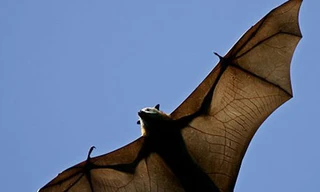 Dơi 'đại náo' máy bay