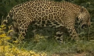 Clip: Cái kết khó tin của báo khi lọt vào lãnh địa 'chúa tể đầm lầy'