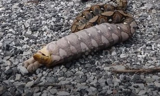 Trăn đột nhập vào nhà dân Thái Lan nuốt chửng chó cưng