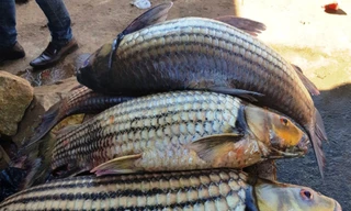 Những con cá sọc dưa to tròn, béo ú vừa mới được các ngư dân bắt về.