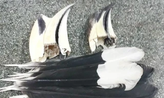 Lông và mỏ chim được cơ quan chức năng thu giữ