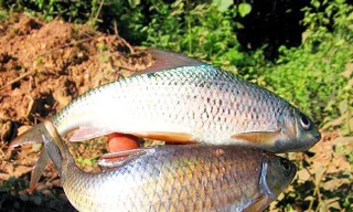 Cá sỉnh suối Thia-sản vật, đặc sản đất Mường Lò, Nghĩa Lộ được ví như trời đất ban tặng. 