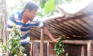 Ngô Ngọc Hưng chăm sóc đàn thỏ mới đầu tư. Ảnh: H. Văn