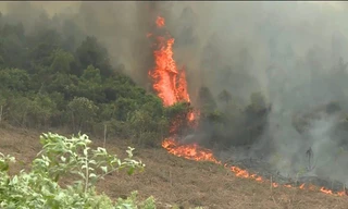 Khu rừng thông hơn 30 ha gặp hỏa hoạn.