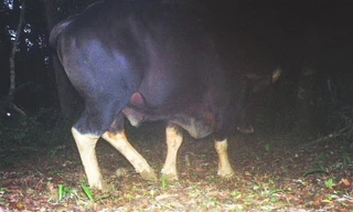 Một trong 3 cá thể bò tót xuất hiện gần suối nước nóng Bang được bẫy ảnh của Chương trình Việt Nam Nature ghi nhận
