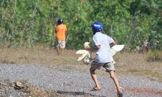 Chính quyền thông tin vụ “hôi vịt” sau tai nạn giao thông