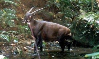 Sao la quý hiếm thế giới xuất hiện ở Phong Nha - Kẻ Bàng?