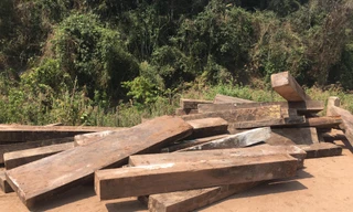 'Khai quật' 3 hầm gỗ mun quý chôn trong lõi VQG Phong Nha - Kẻ Bàng