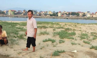 Xác cá mái chèo liên tục dạt vào bờ biển Quảng Bình – Hà Tĩnh