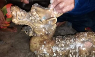 Hành tung bí ẩn của nhóm người nghi thả 'quái thú 2 đầu' ở biển Cà Mau